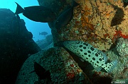 Epinephelus tukula Merou patate-Curieuse Pointe rouge-16m-20190613-Denis-ADER-DSC_9792_tn